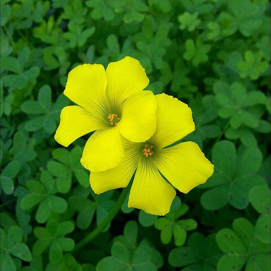 Oxalis Corniculata (Bulbs)