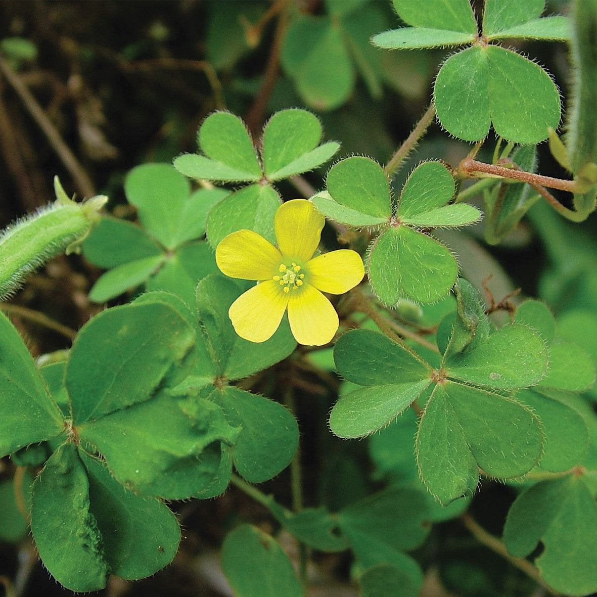  Oxalis Corniculata (Bulbs)