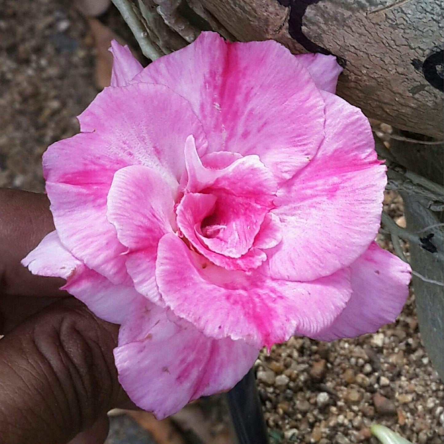  Pink Picotee Adenium Plant