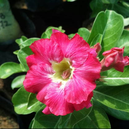 Pink Cauldron Adenium Plant