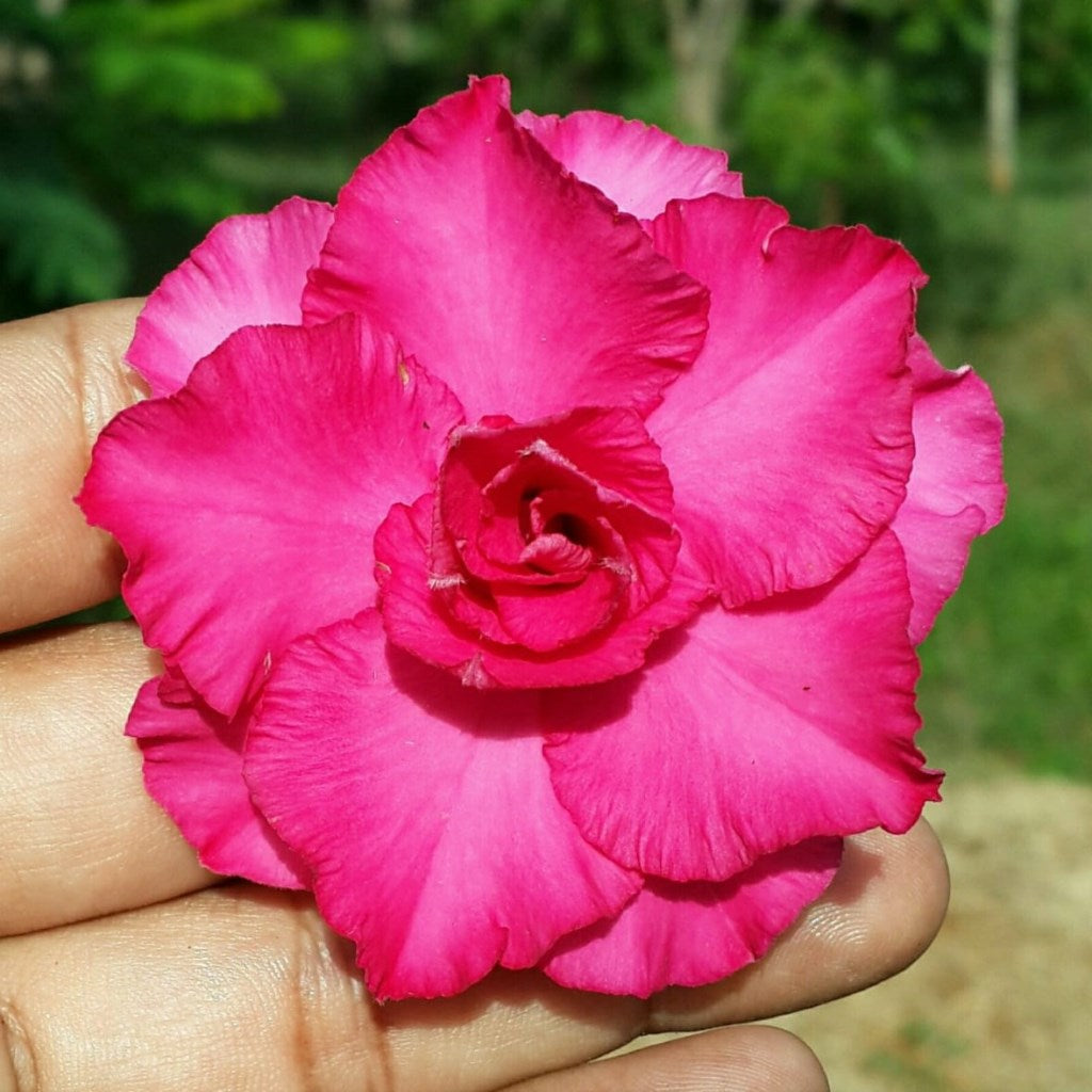  Blooming Eros Adenium Plant