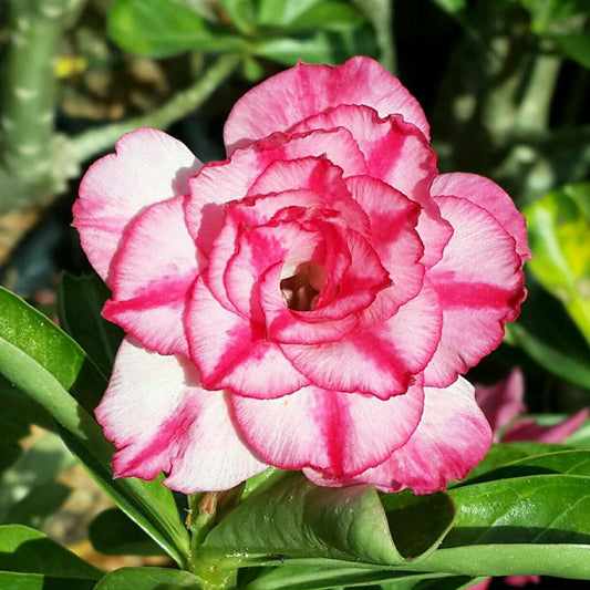 Sauin Adenium Plant