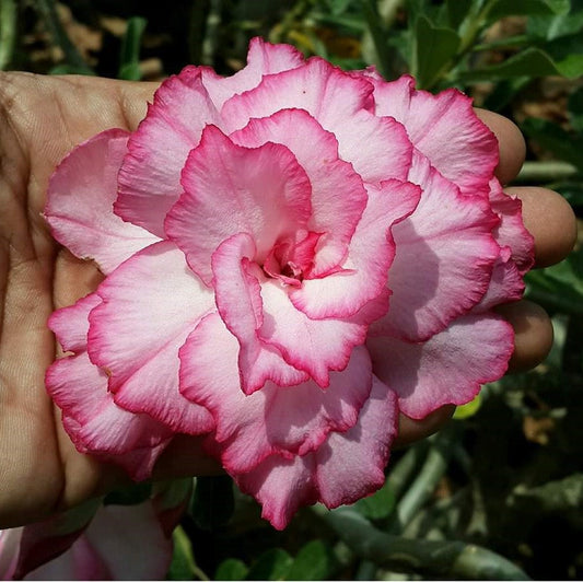  Blooming Dale Adenium Plant