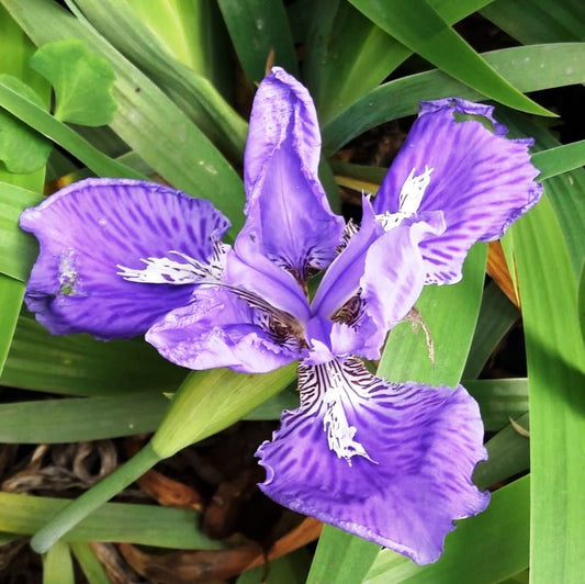  Iris Tectorum Plant