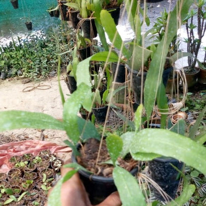  Epiphyllum Oxypetalum Queen Of The Night Plant