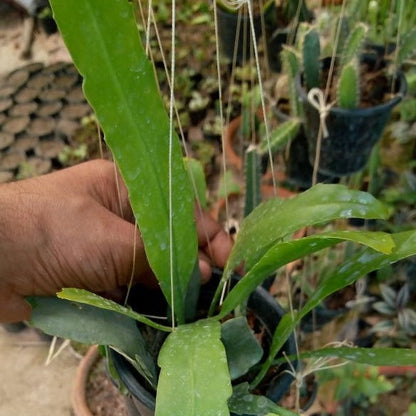  Epiphyllum Oxypetalum Queen Of The Night Plant