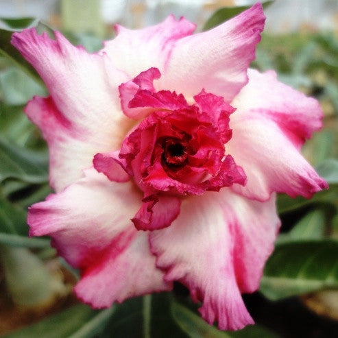  Pink Aroma Adenium Plant