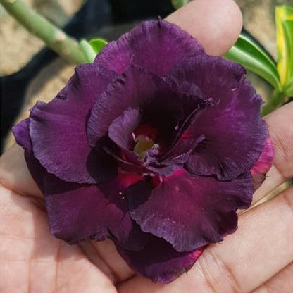  Purple Velvet Adenium Plant