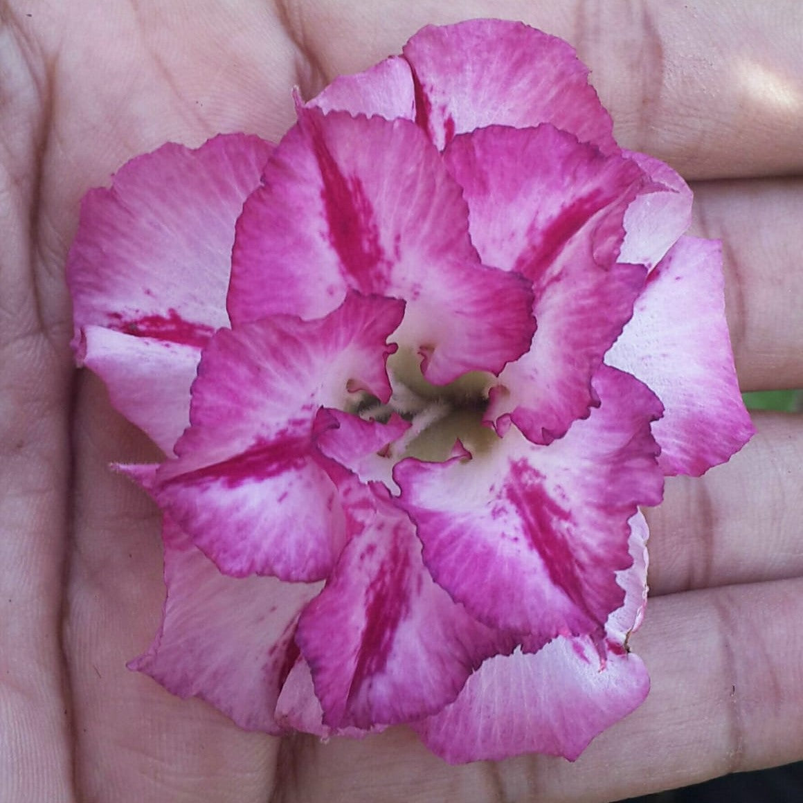  Lilac Beauty Adenium Plant