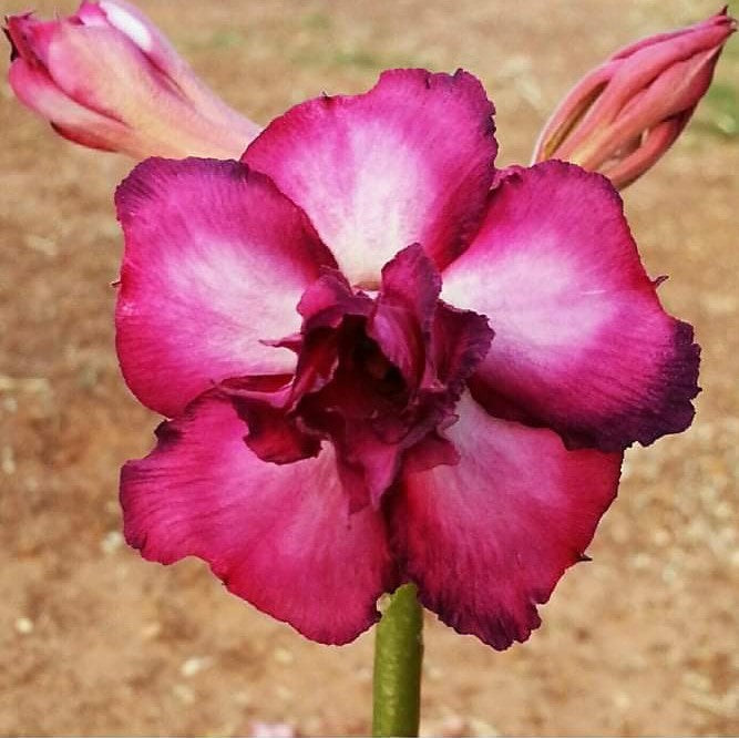  Purple Rain Adenium Plant