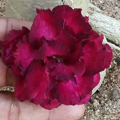  Roseate Adenium Plant