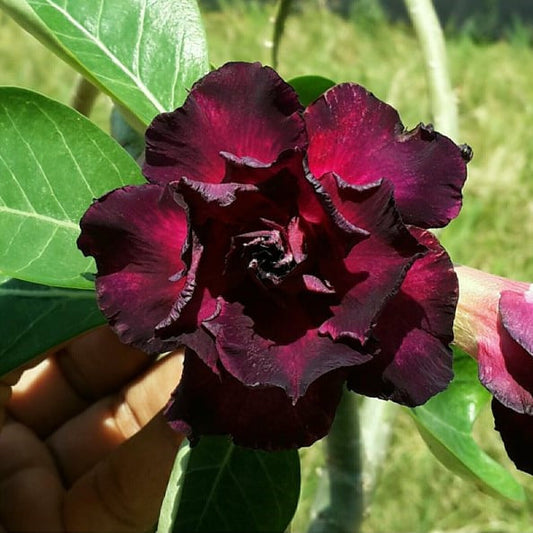  Wine Crush Adenium Plant