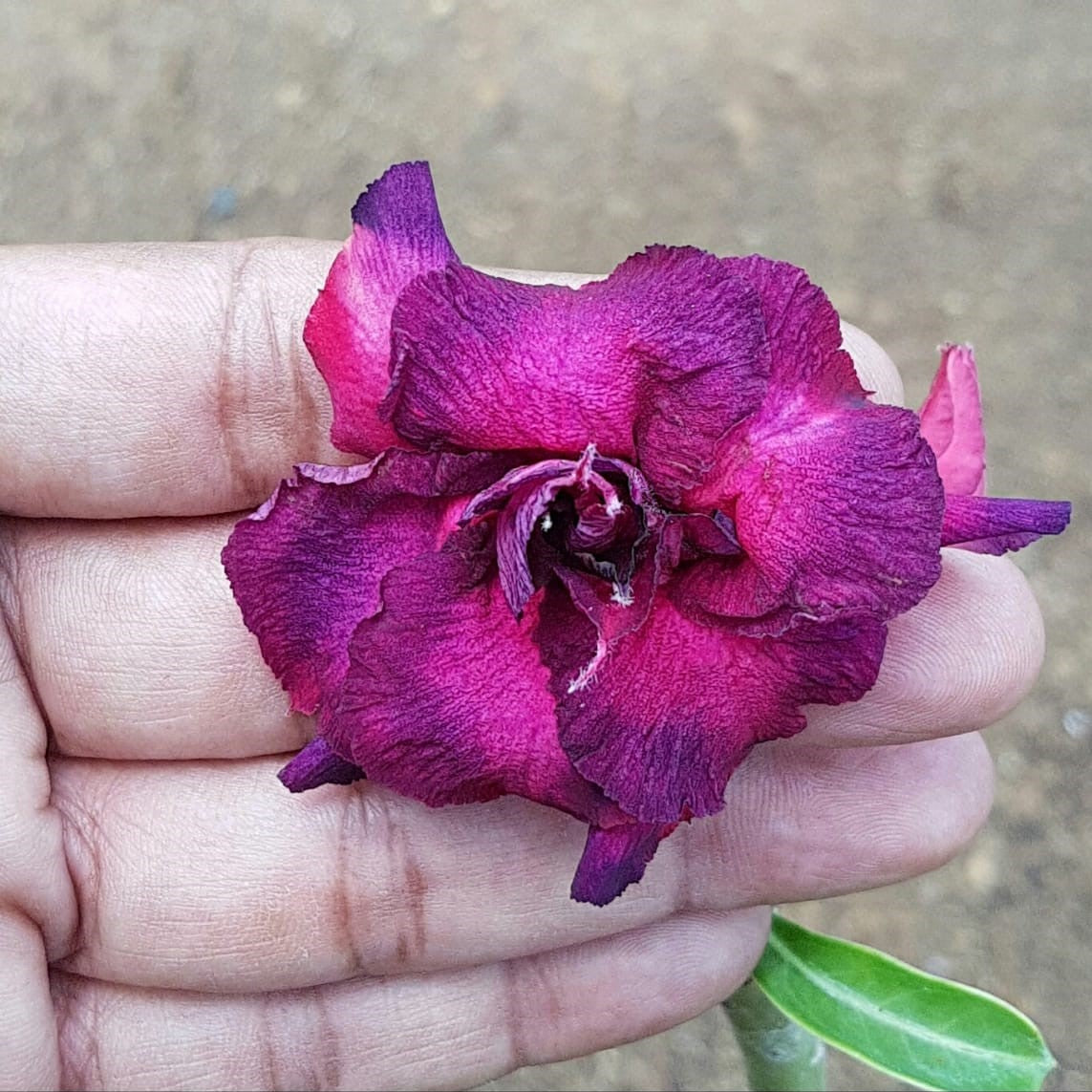  Mulberry Ombre Adenium Plant