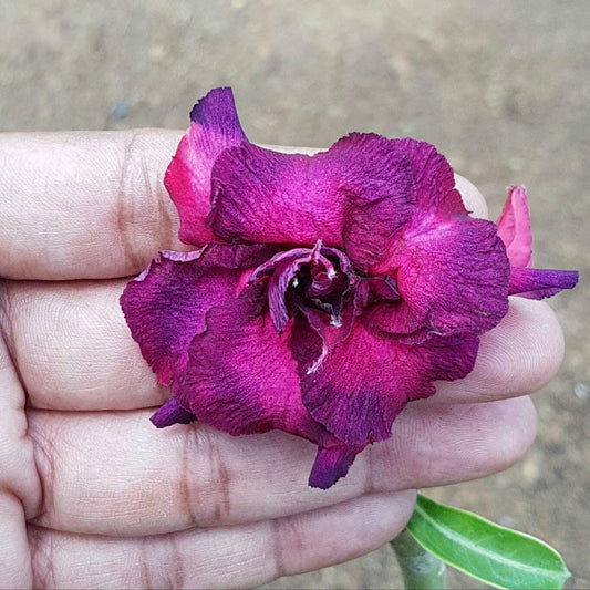  Mulberry Ombre Adenium Plant