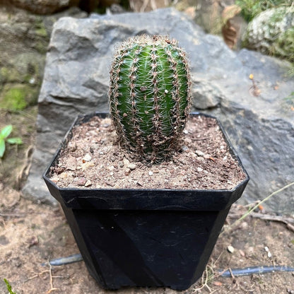  Pachycereus Pringlei Cactus Plant