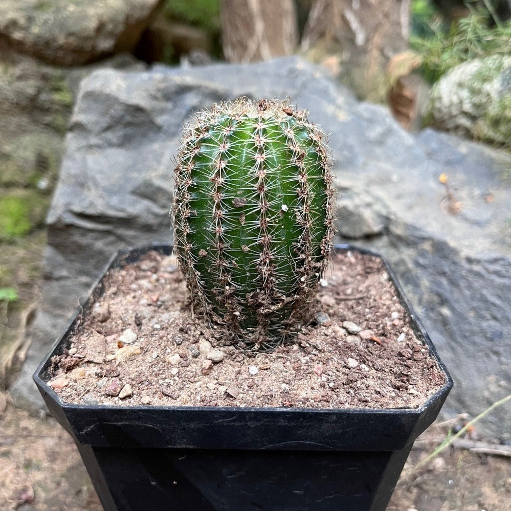  Pachycereus Pringlei Cactus Plant