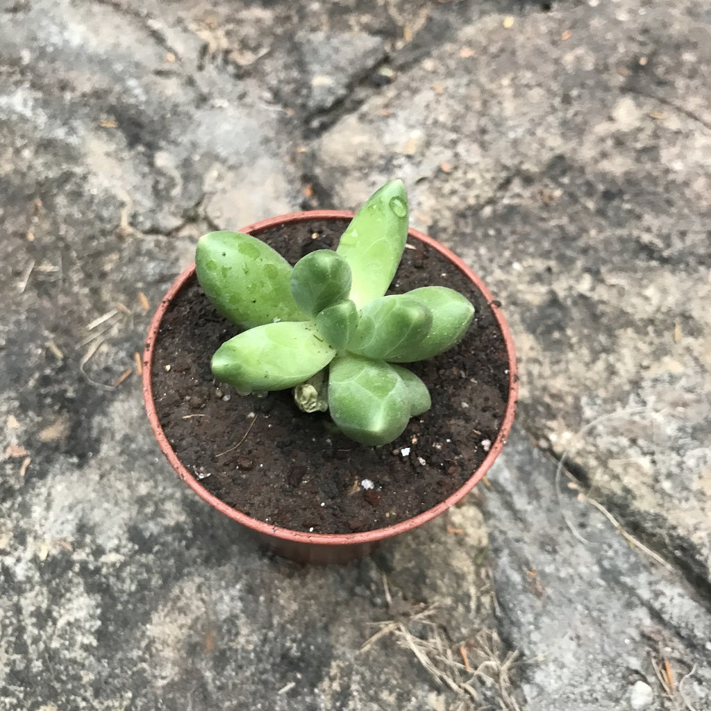  Pachyphytum Compactum Succulent Plant