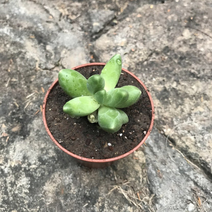  Pachyphytum Compactum Succulent Plant