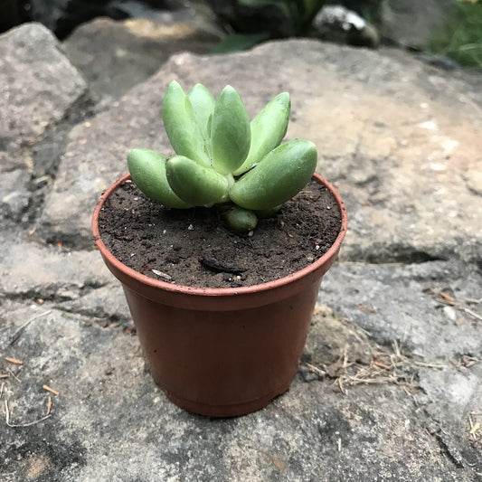  Pachyphytum Compactum Succulent Plant