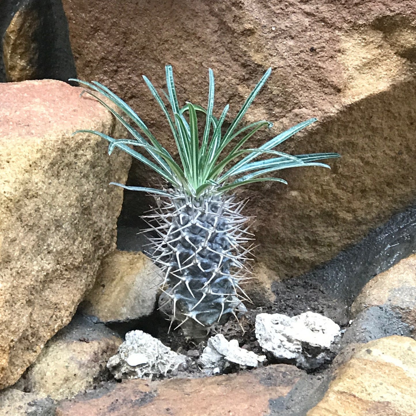 Pachypodium Geayi Succulent Plant