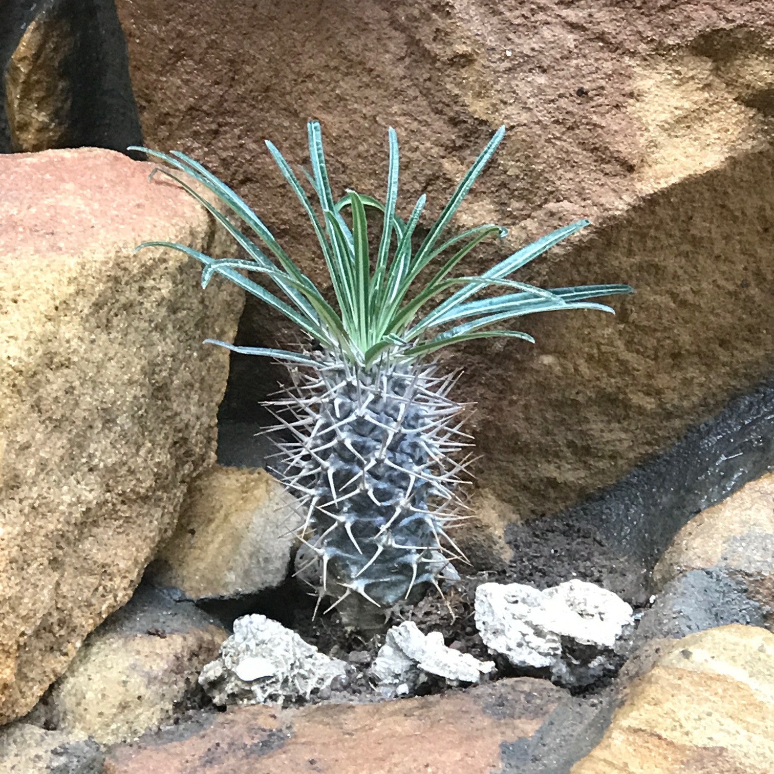  Pachypodium Geayi Succulent Plant