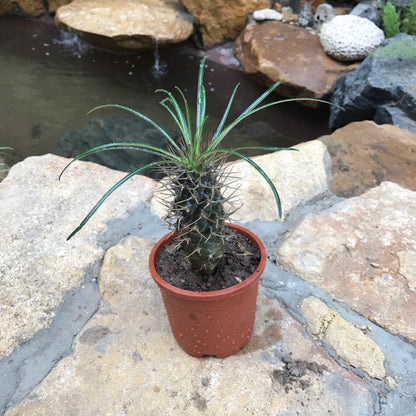  Pachypodium Geayi Succulent Plant