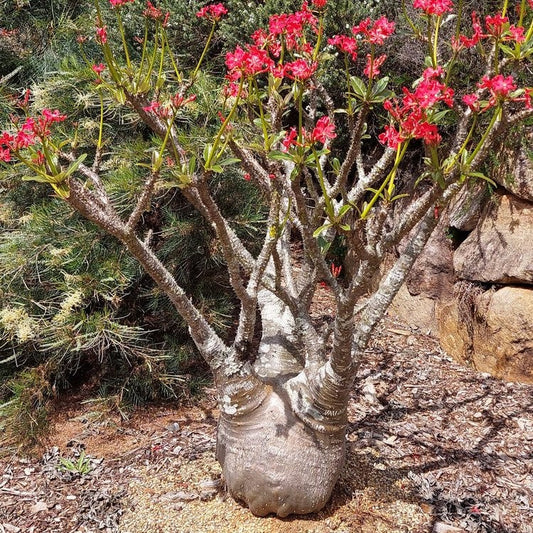  Pachypodium Baronii Succulent Plant