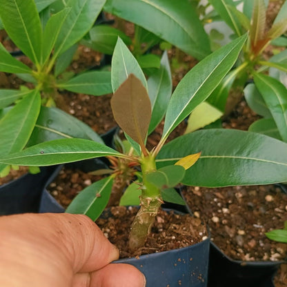  Pachypodium Baronii Succulent Plant