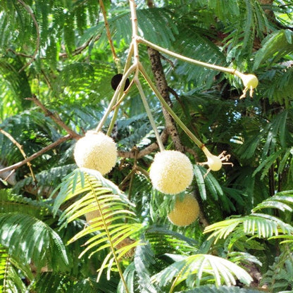  Parkia Biglandulosa Chanduphal Plant