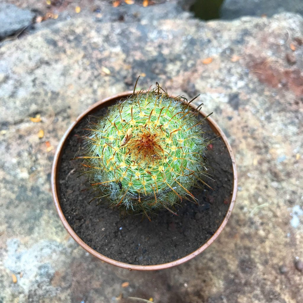  Parodia Aureispina Cactus Plant