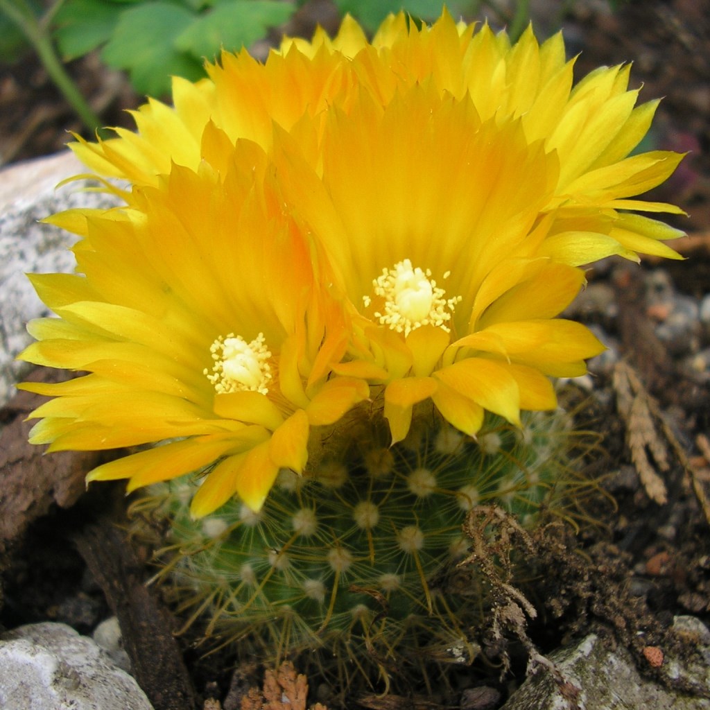  Parodia Aureispina Cactus Plant