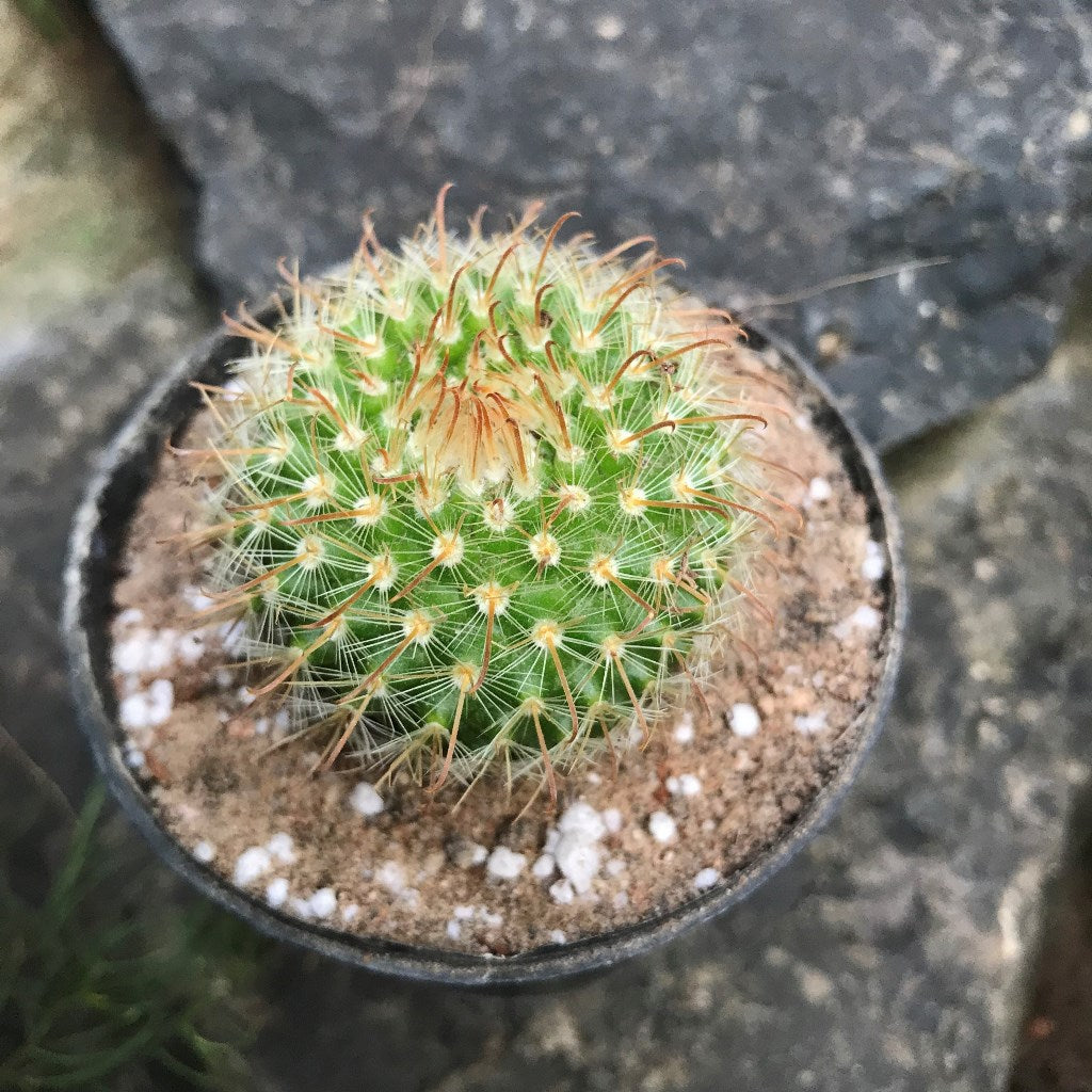  Parodia Chrysacanthion Cactus Plant