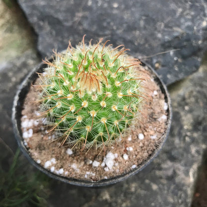  Parodia Chrysacanthion Cactus Plant
