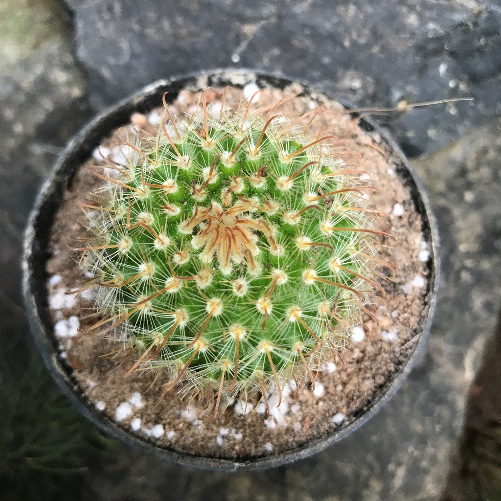  Parodia Chrysacanthion Cactus Plant