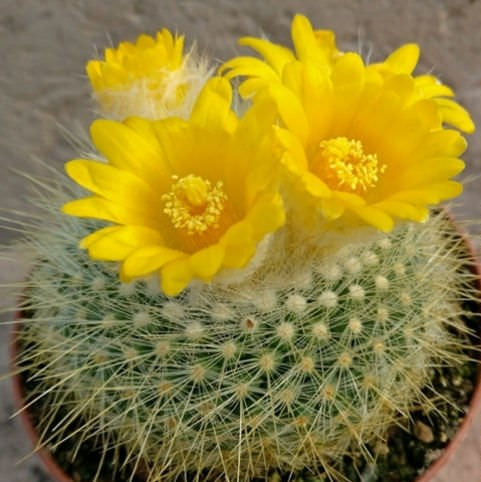  Parodia Chrysacanthion Cactus Plant
