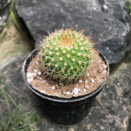  Parodia Chrysacanthion Cactus Plant