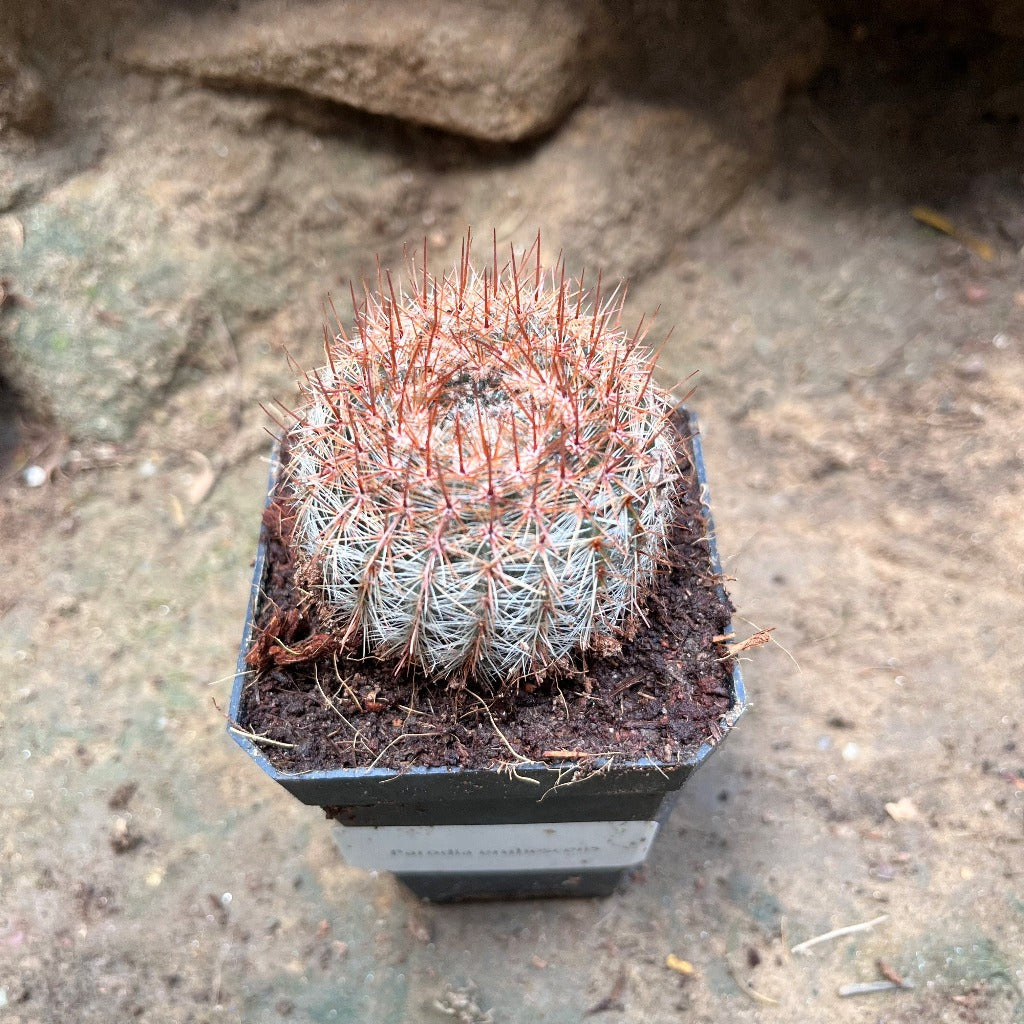  Notocactus Schlosseri Cactus Plant