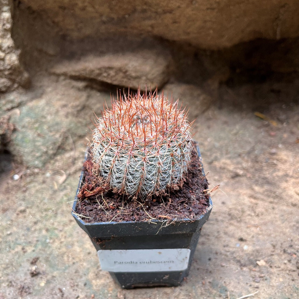 Notocactus Schlosseri Cactus Plant