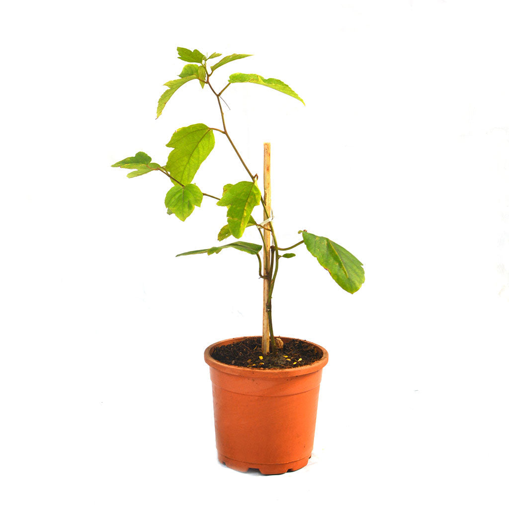  Passiflora Lady Margaret Plant