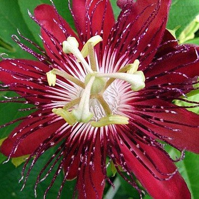 Passiflora Lady Margaret Plant