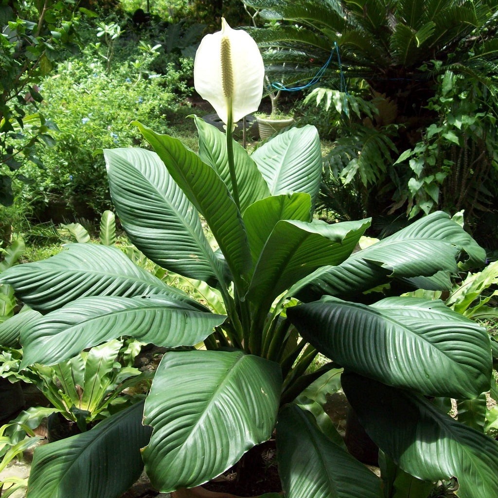  Peace Lily Mauna Loa Plant