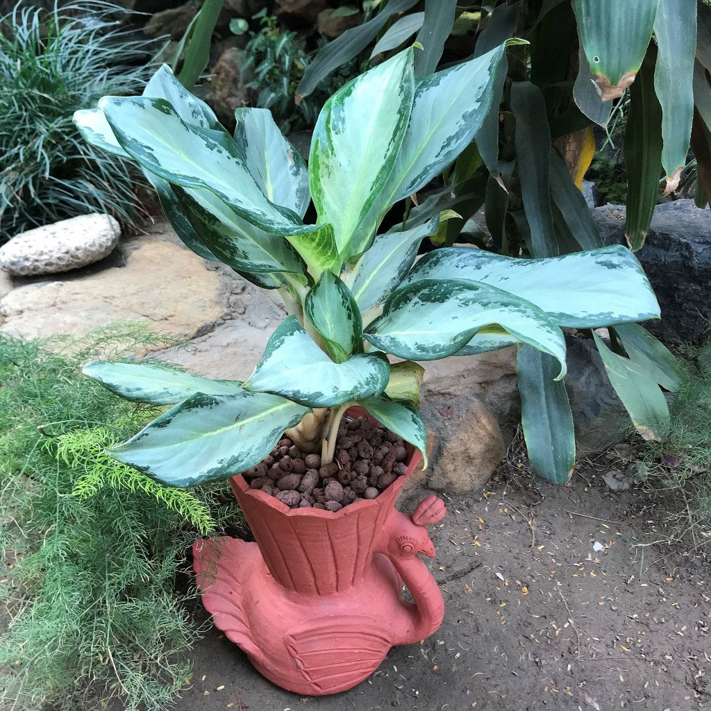  Peacock Terracotta Pot