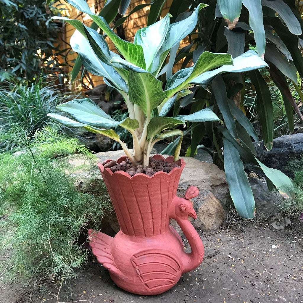  Peacock Terracotta Pot