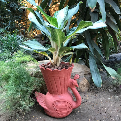  Peacock Terracotta Pot