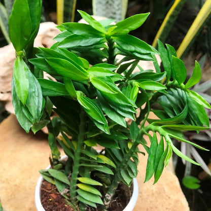  Pedilanthus Tithymaloides Nana Green Succulent Plant
