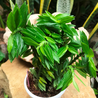  Pedilanthus Tithymaloides Nana Green Succulent Plant