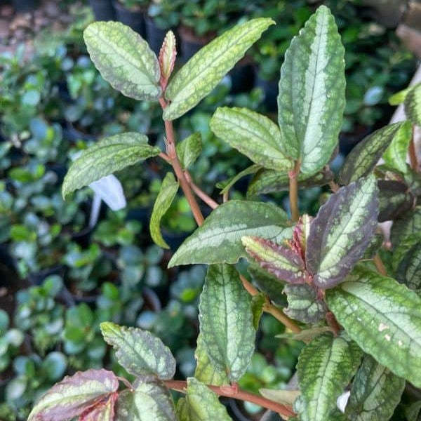  Pellionia Repens Plant