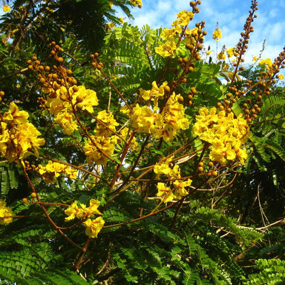  Peltophorum Pterocarpum Copperpod Plant