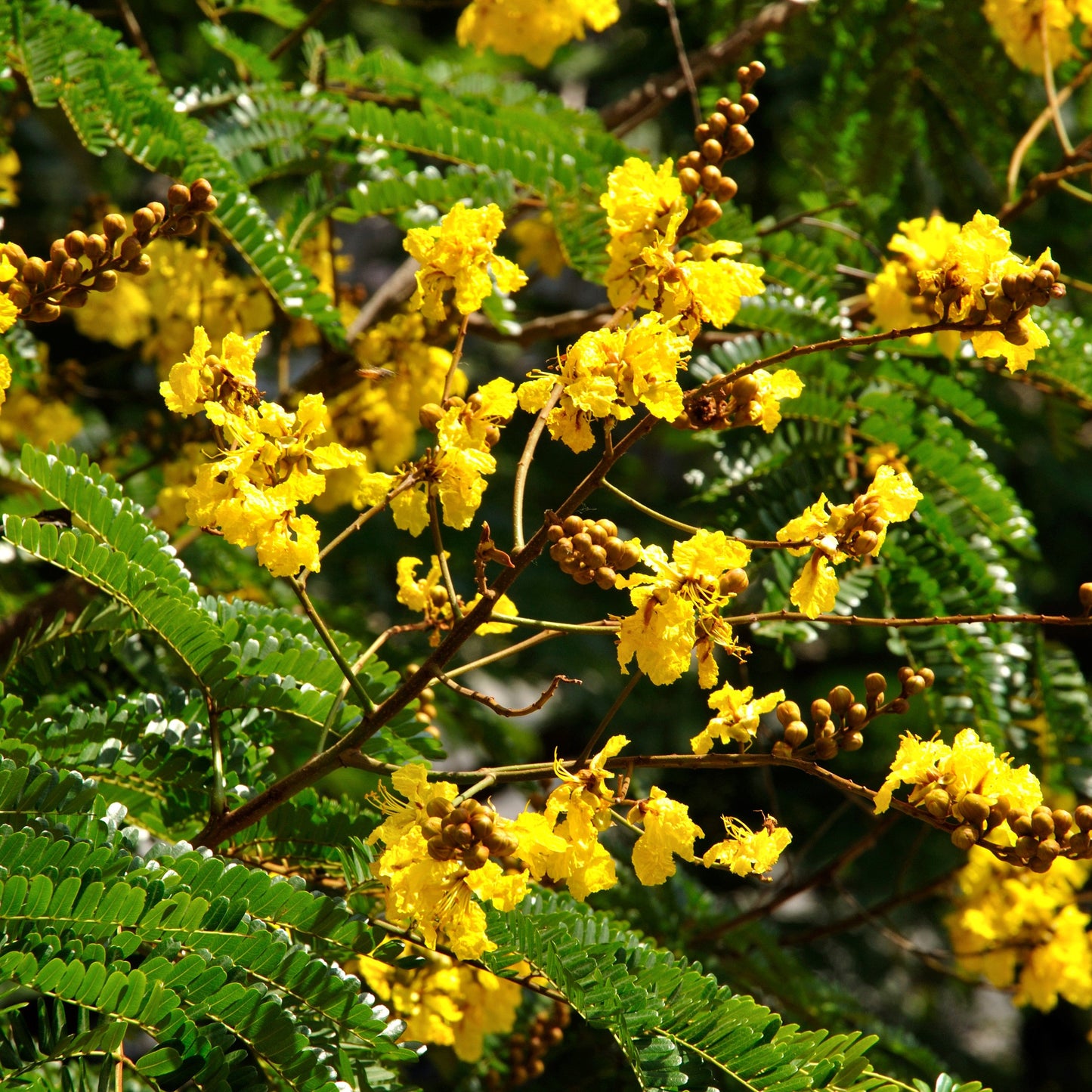  Peltophorum Pterocarpum Copperpod Plant