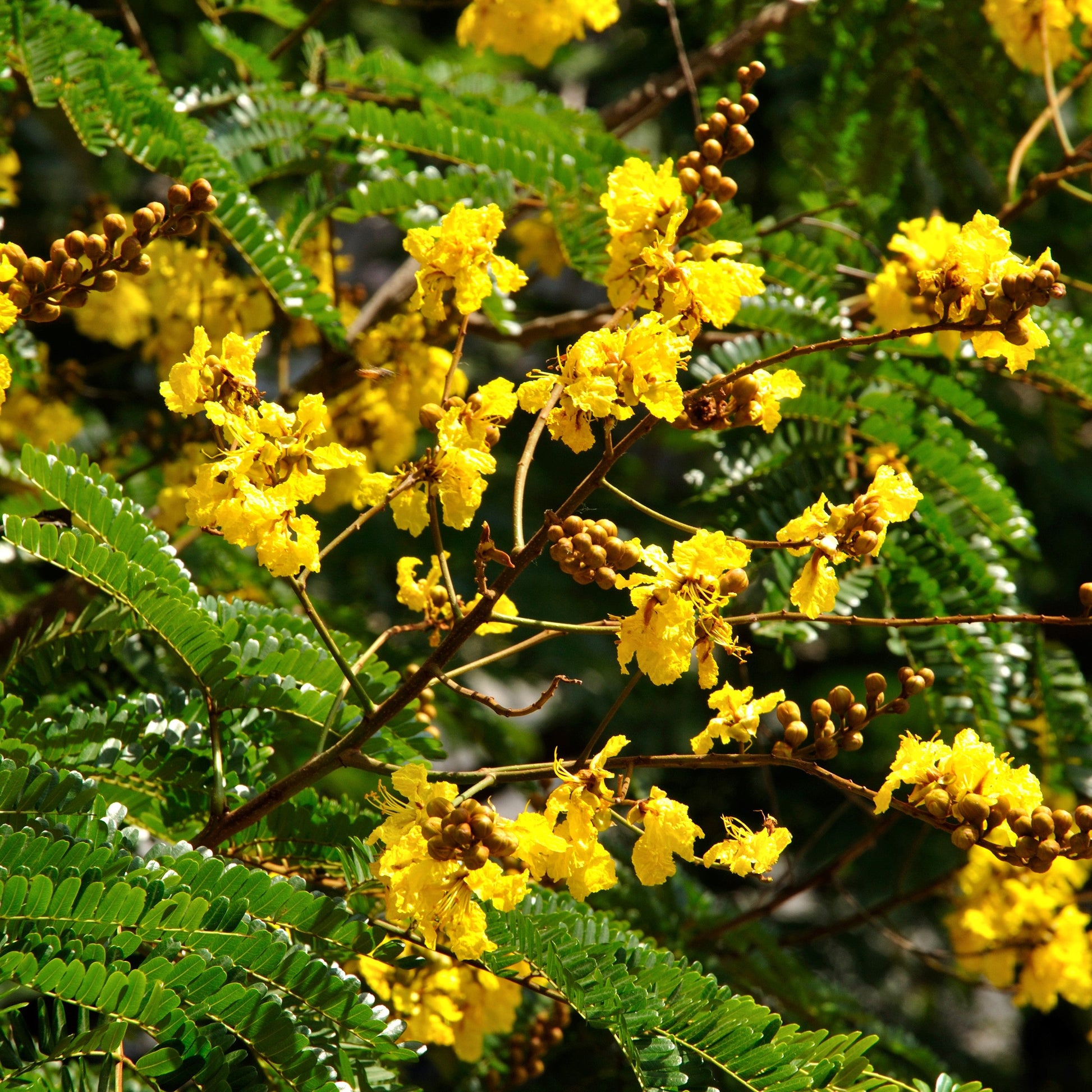  Peltophorum Pterocarpum Copperpod Plant